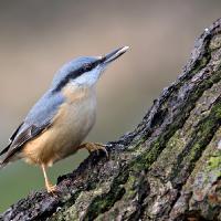 Nuthatch 4 